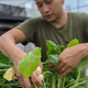 Ben Ang, founder of Natsuki's Garden, grows vegetables in his greenhouse.